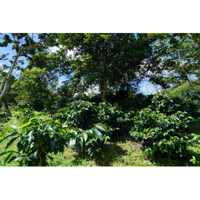 copy of Colombie  - Tierra Prometida 250 gr - Expresso