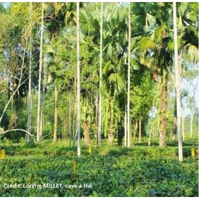 Chaï mélange 50% épices et 50% Thé noir naturel parfumé bio