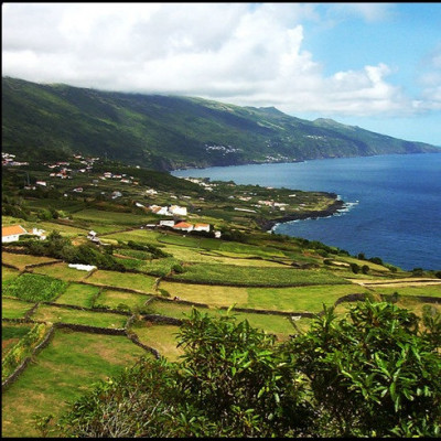 Thé noir naturel écologique (non certifié)