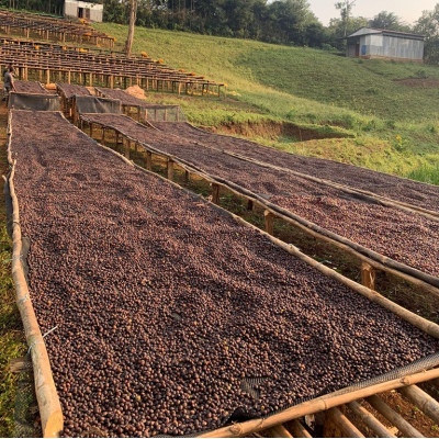 copy of copy of copy of Ethiopie Jebena Nekemte 250gr Espresso