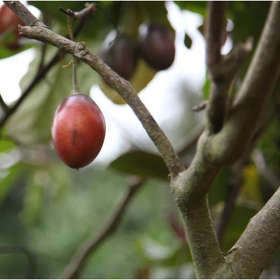 Brésil - Guarani - 100% Arabica