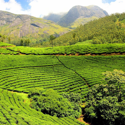 Toundra thé vert aromatisé façon goût russe