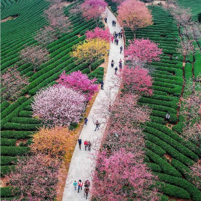 Chun Mee thé vert de Chine naturel