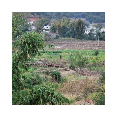 Rooibios rouge long cut d'Afrique du sud certifié bio