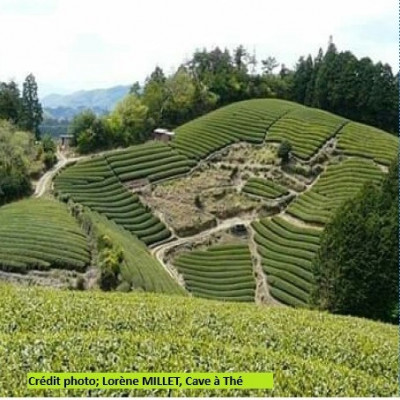 Thé noir Etoile des neiges