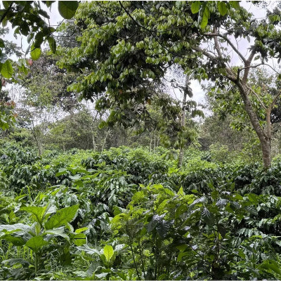 Café Mexique Finca Union 100% arabica